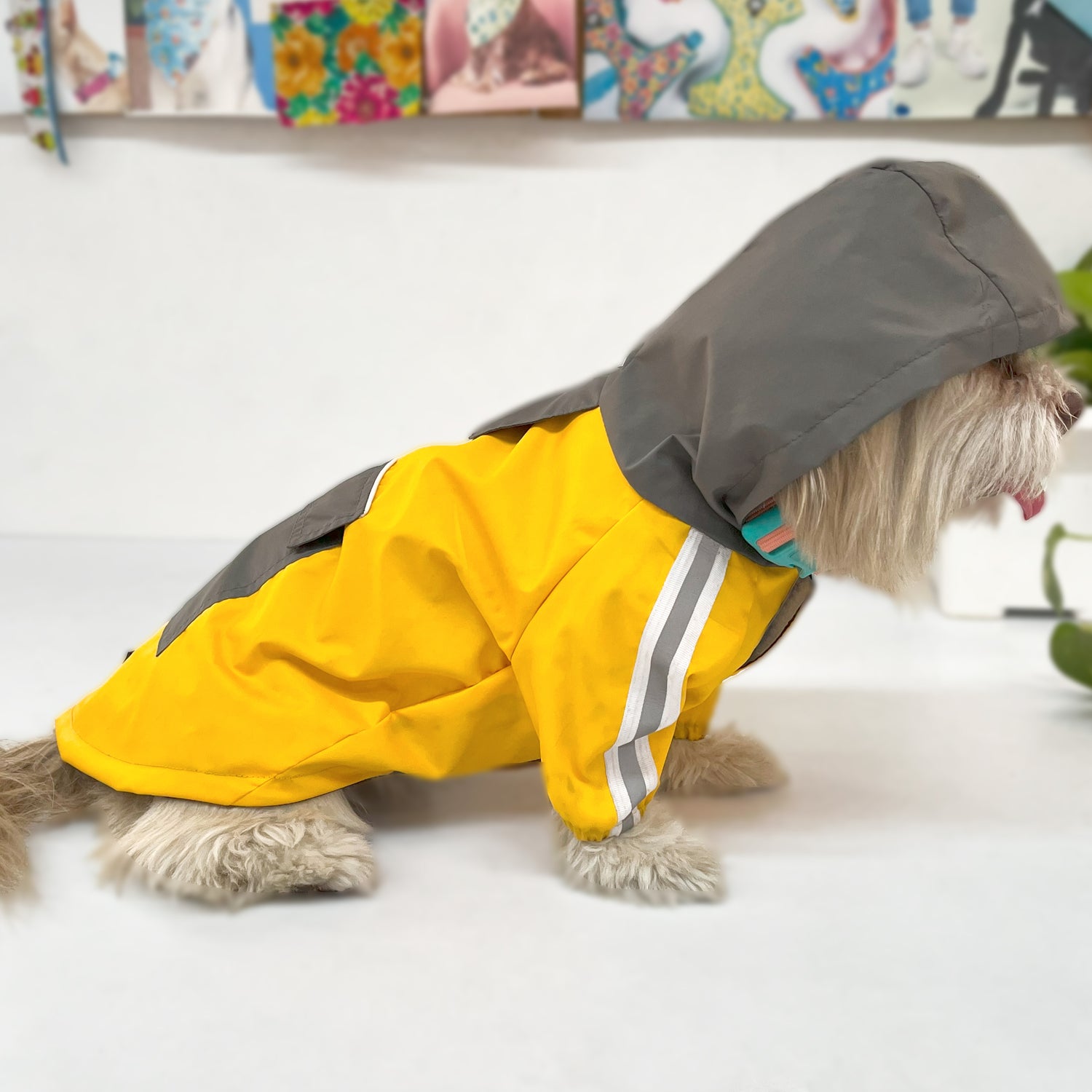 Pets Clothing Collection