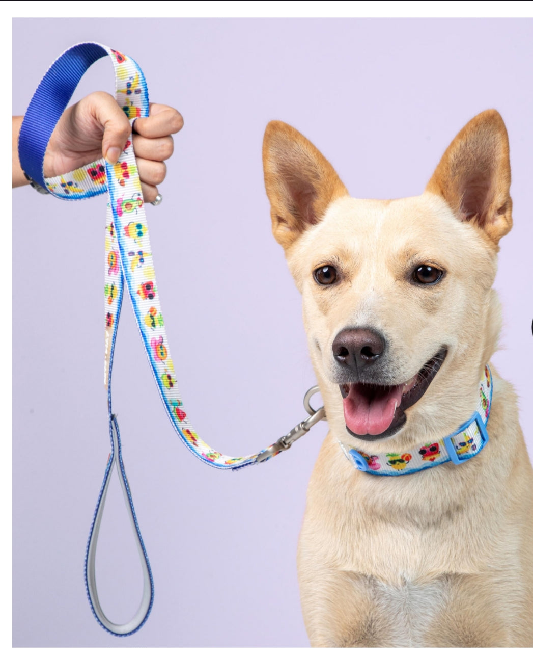 Pet Dogs Leashes, Harness and Collar Collection - InuMeow