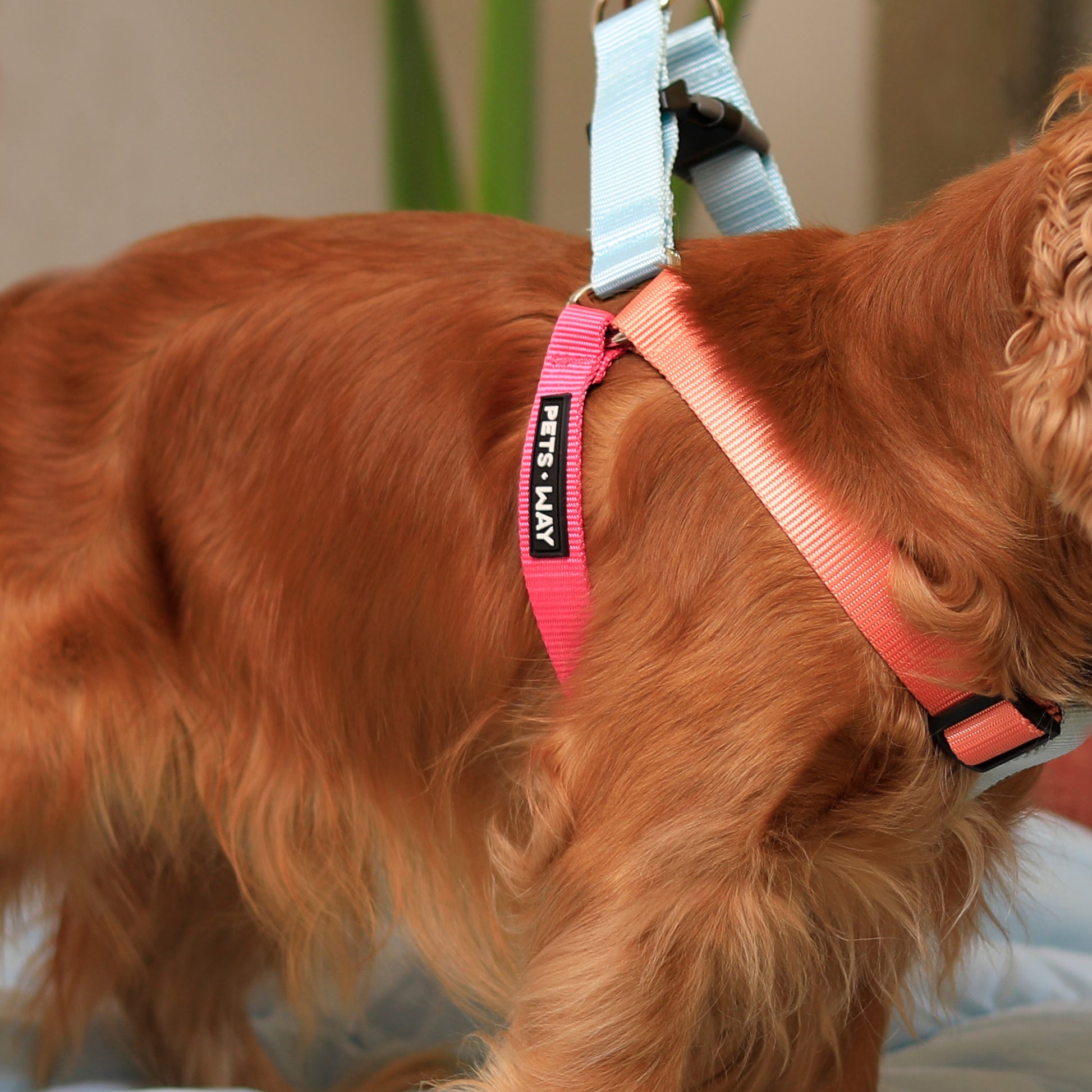 Pet Dog Step-In Harness Solid Color all Sizes and Breeds Printed Poly Lycra Material.