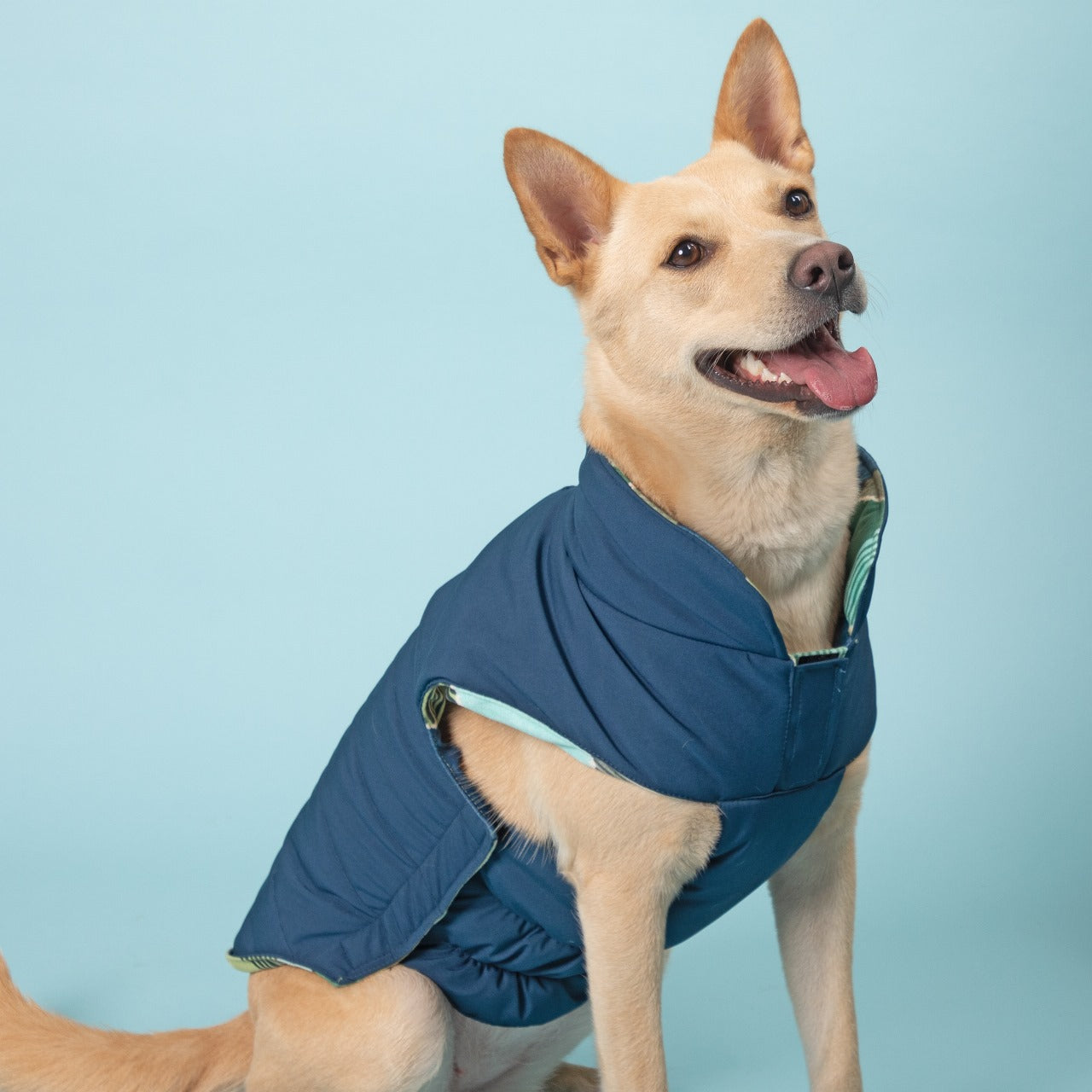 Pet Dog Jackets - InuMeow.