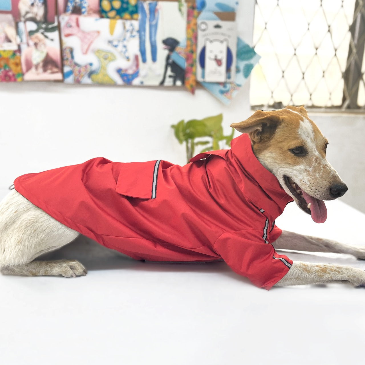 Best Quality Rain Coats for Dogs - InuMeow.