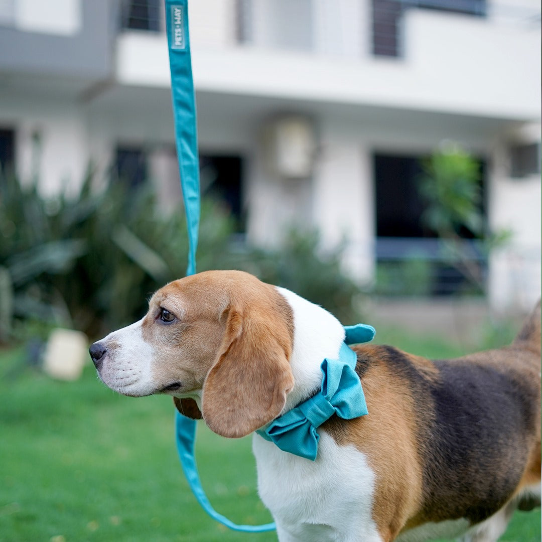 Pet Dog Premium Velvet Leashes - InuMeow