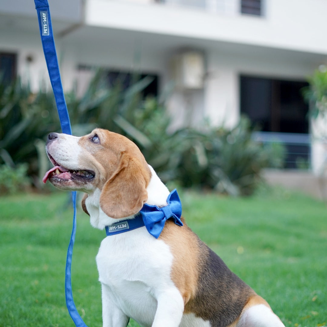 Pet Dog Premium Velvet Leashes - InuMeow