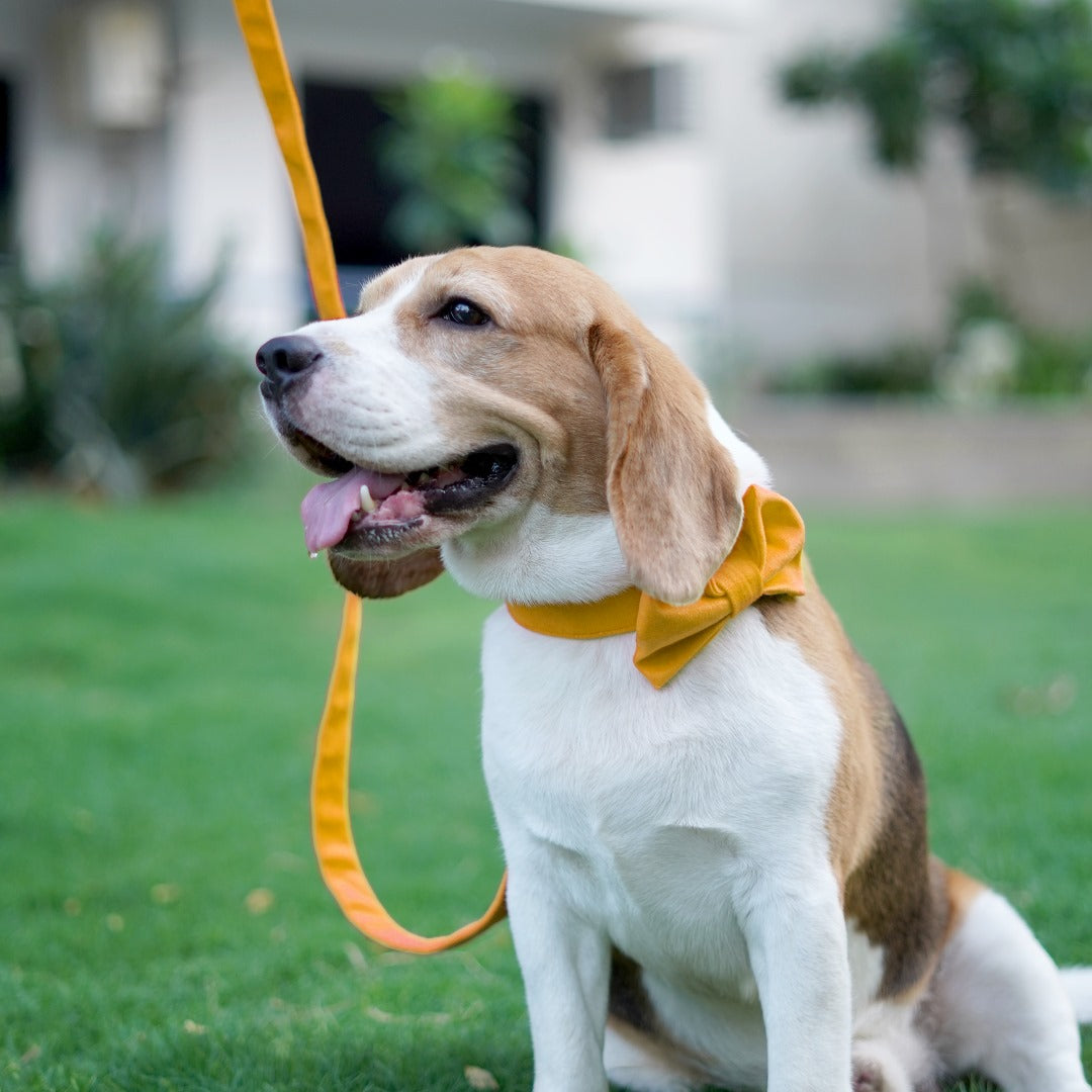 Pet Dog Premium Velvet Leashes - InuMeow