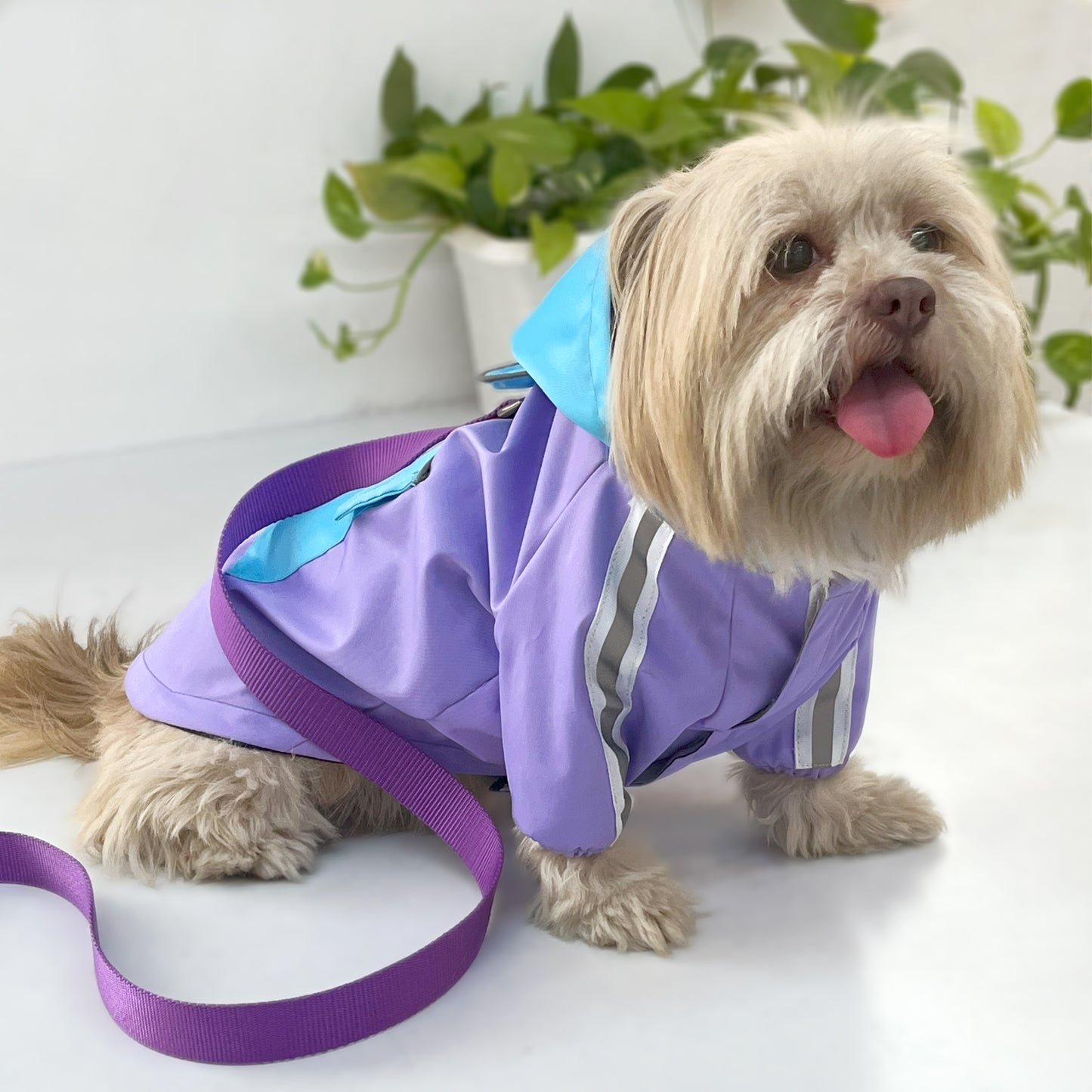 Best Quality Rain Coats with Hoodie for Dogs - InuMeow.