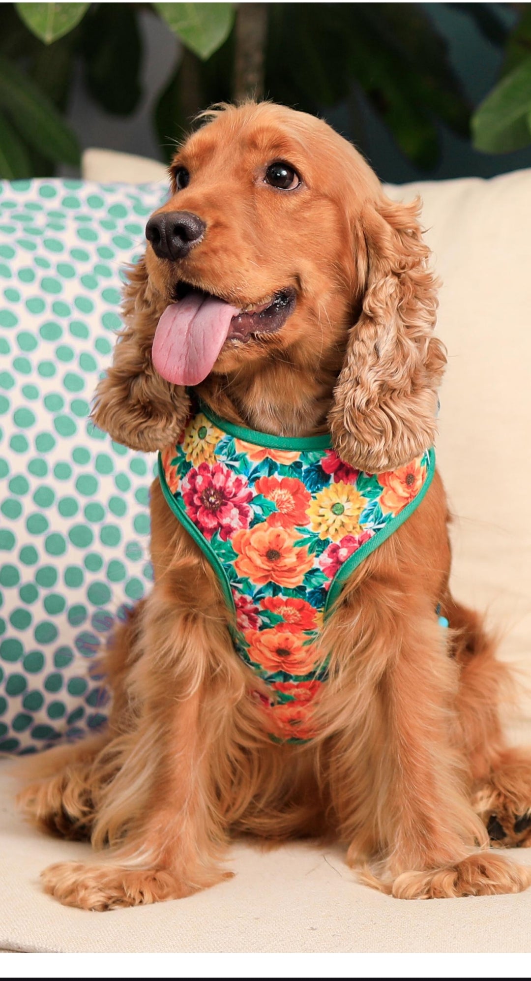 Pet Dog Harness all Sizes and Breeds Poly Lycra Material.