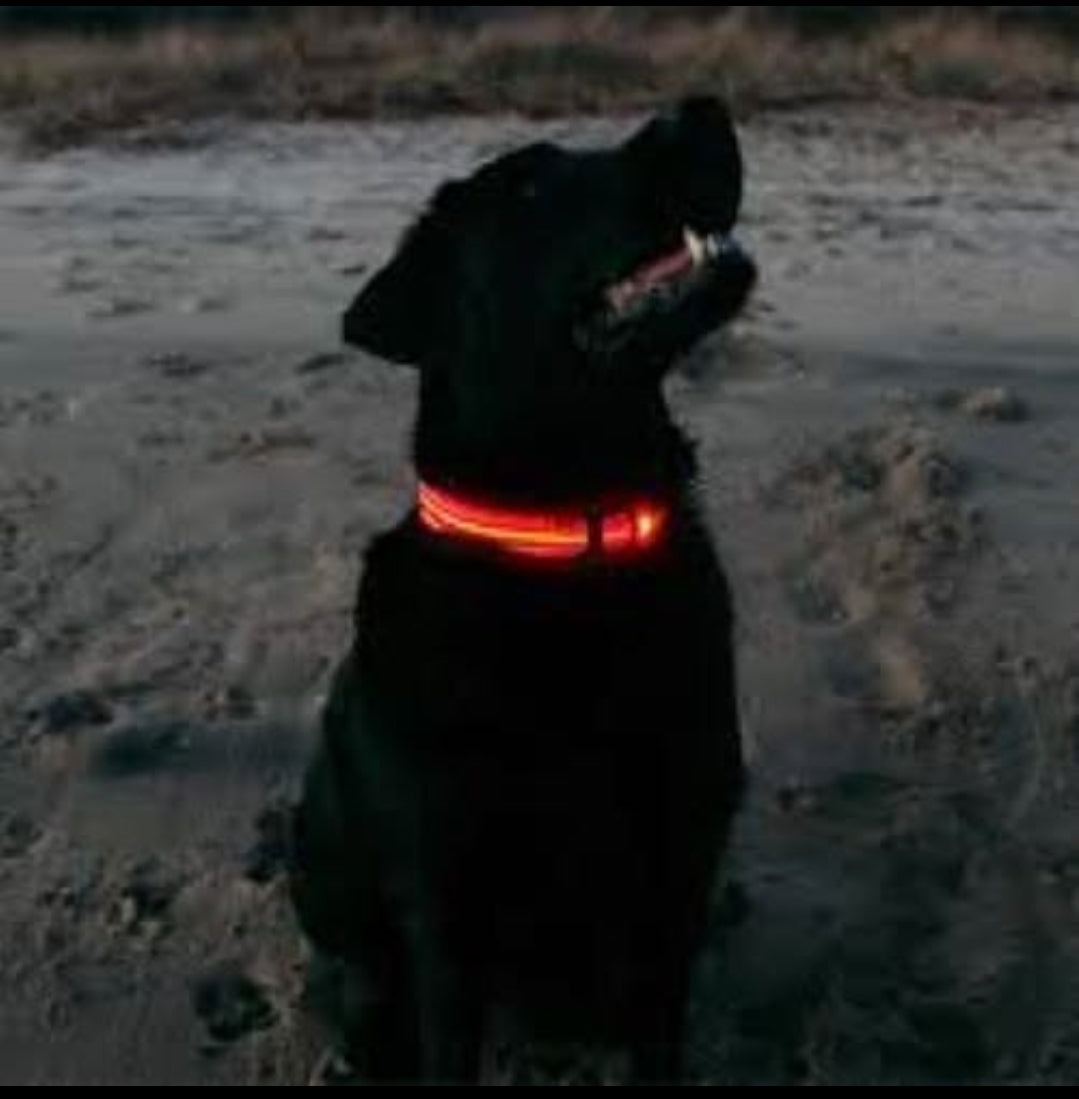 Pet Dog Glowing LED Strong Collar - InuMeow.