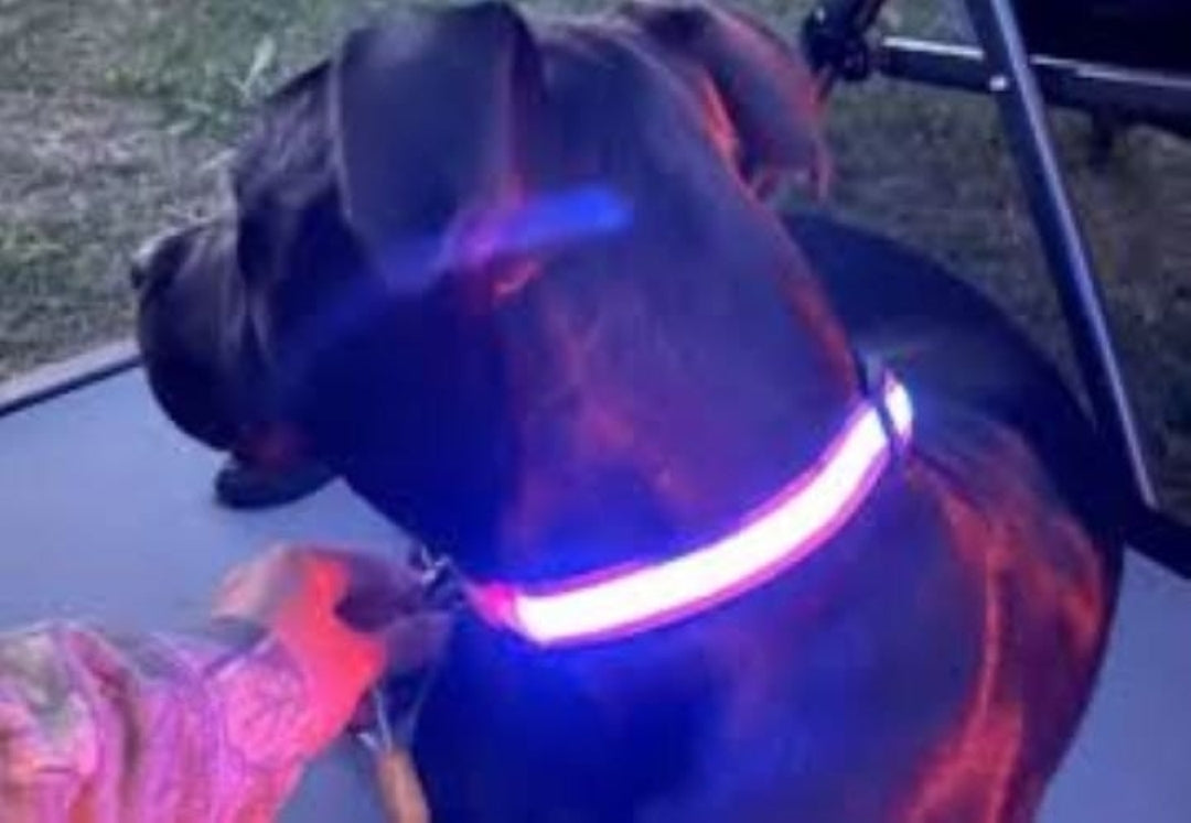 Pet Dog Glowing LED Strong Collar - InuMeow.