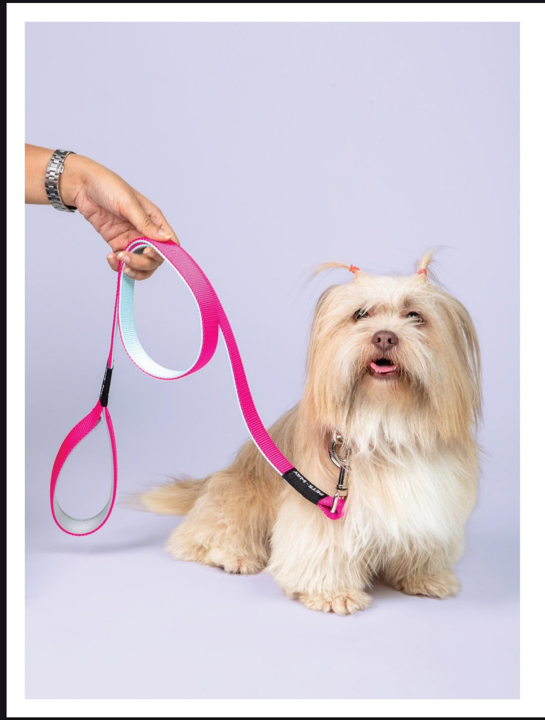 Pet Dog Solid Color Leash Belt Polyester Webbing.