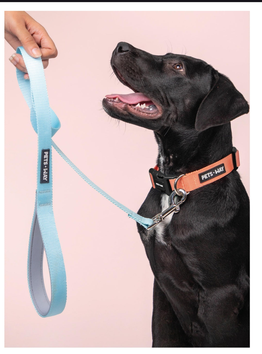 Pet Dog Solid Color Leash Belt Polyester Webbing.