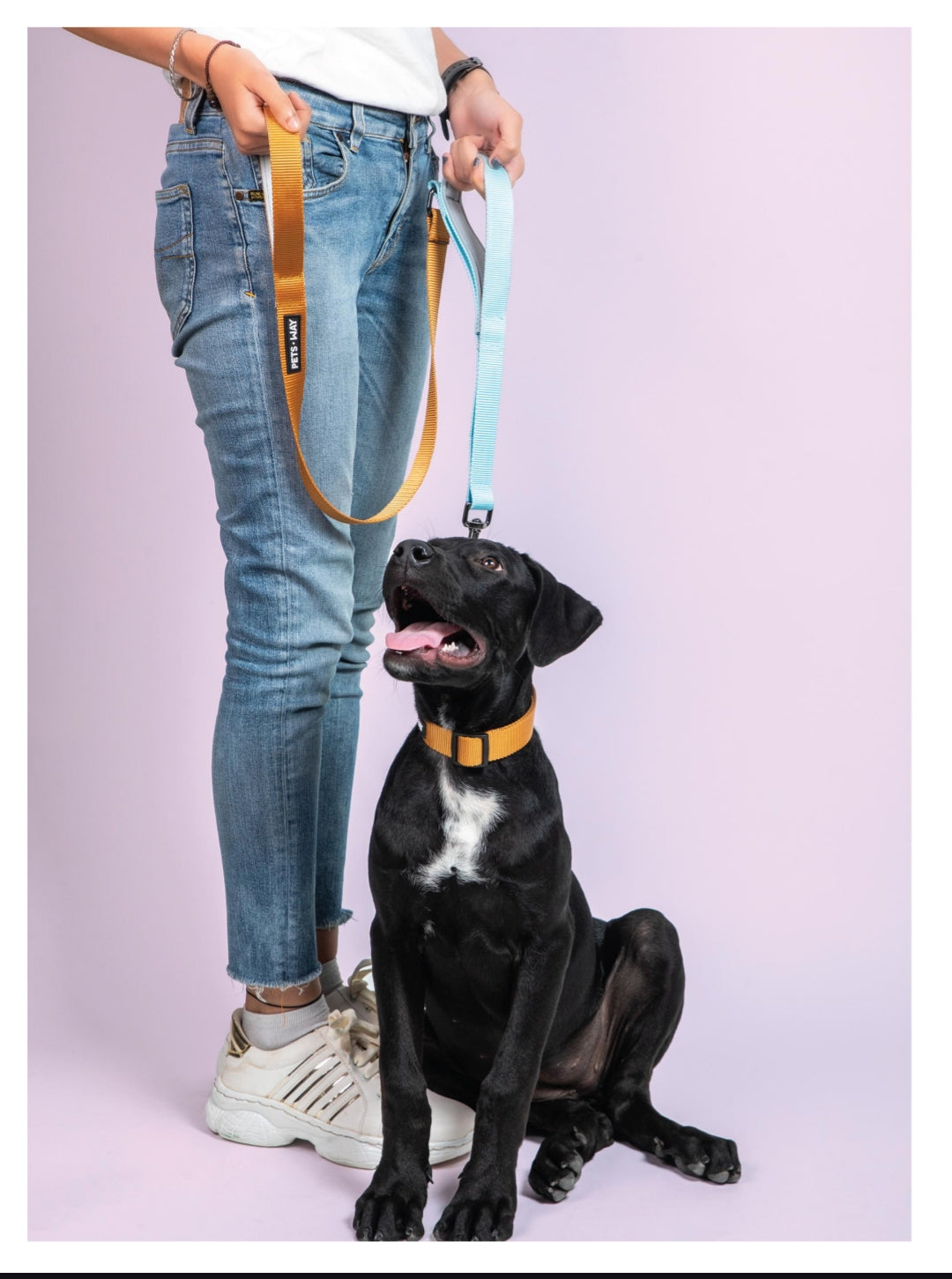 Pet Dog Dual Handle Solid Dual Color Leash Belt Polyester Webbing.