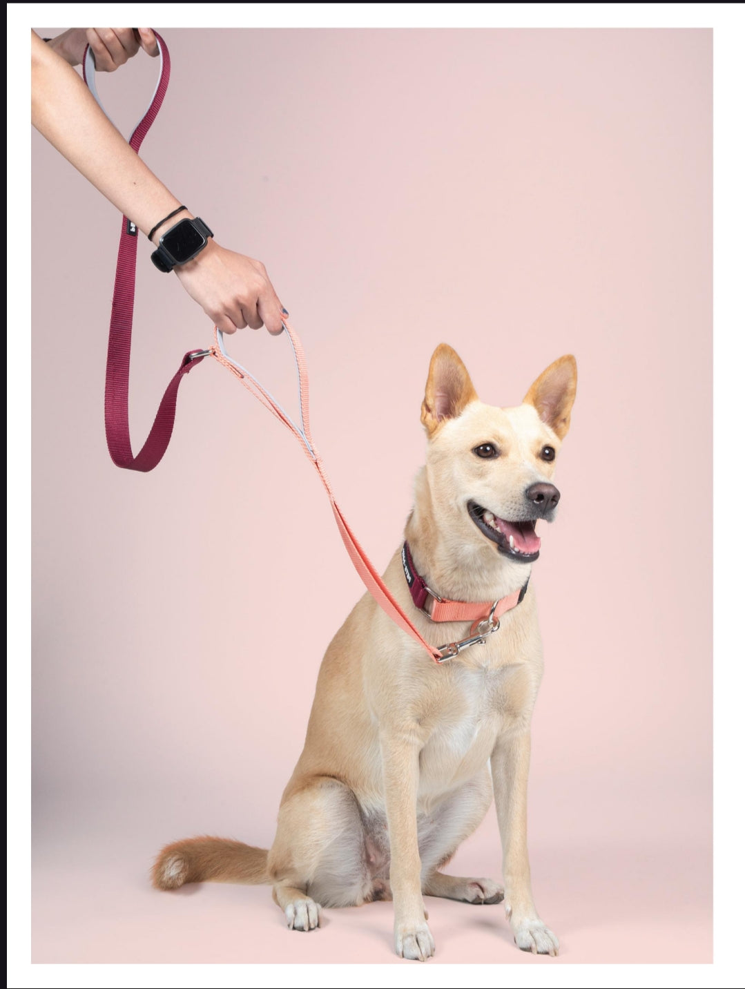 Pet Dog Dual Handle Solid Dual Color Leash Belt Polyester Webbing.