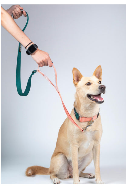 Pet Dog Dual Handle Solid Dual Color Leash Belt Polyester Webbing.