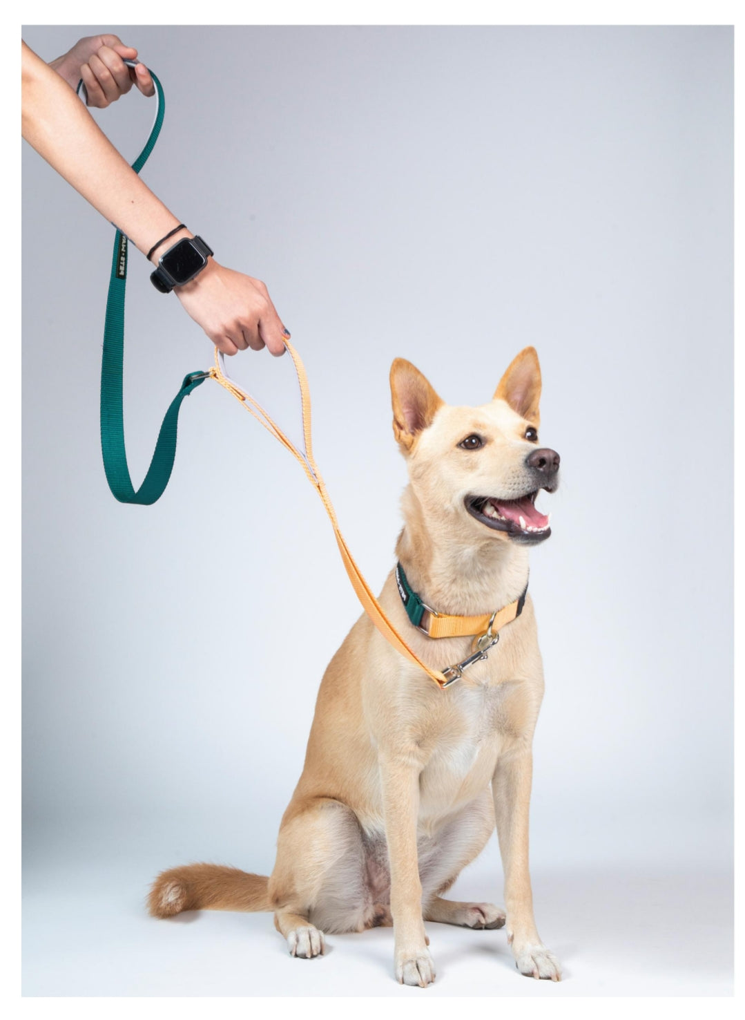 Pet Dog Dual Handle Solid Dual Color Leash Belt Polyester Webbing.