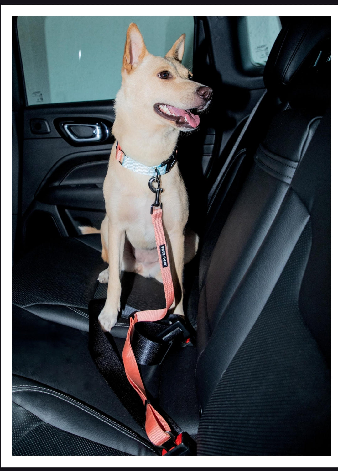 Pet Dog Solid Color Seat Belt Polyester Webbing.