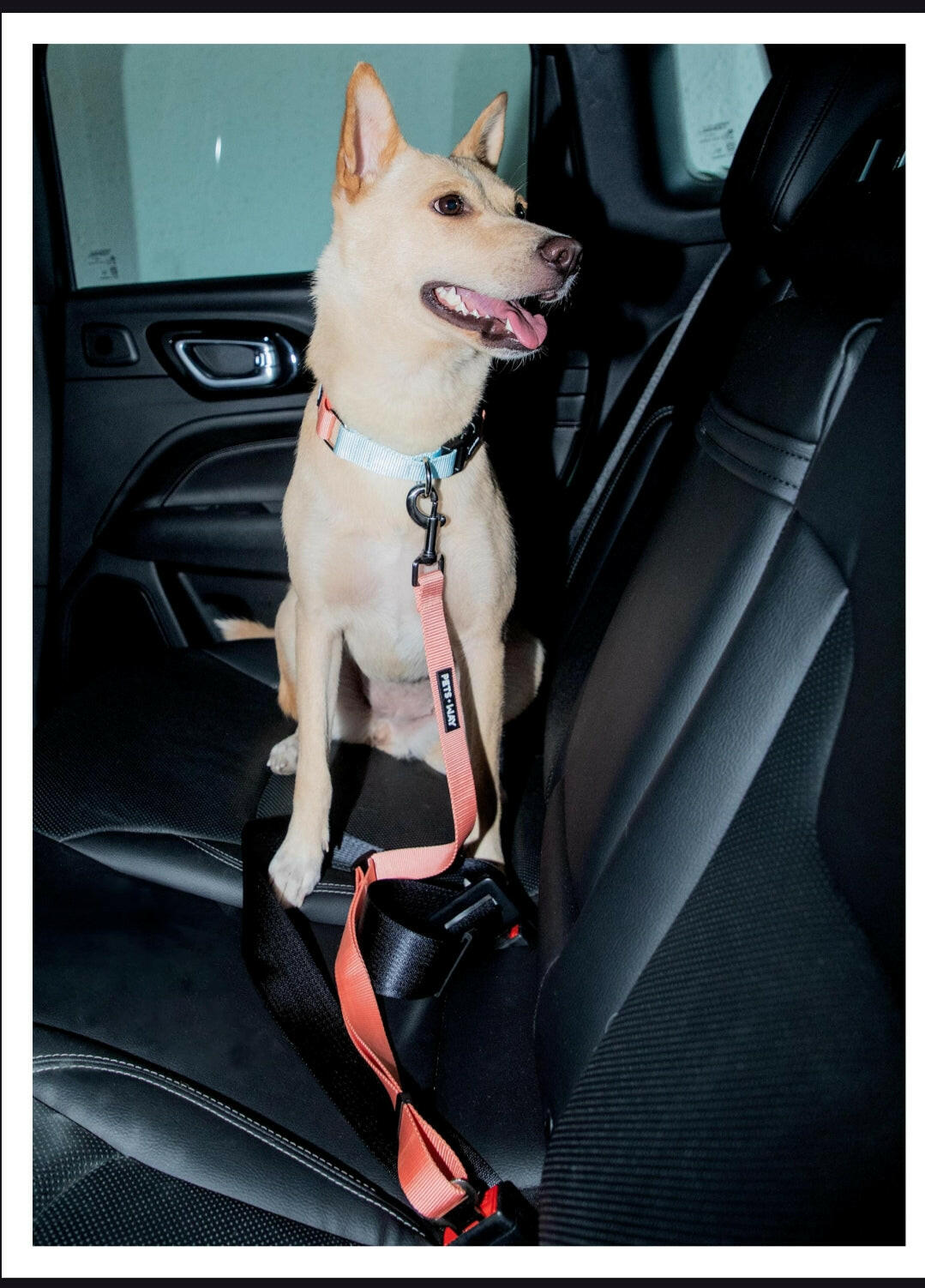 Pet Dog Printed Color Seat Belt Polyester Webbing.