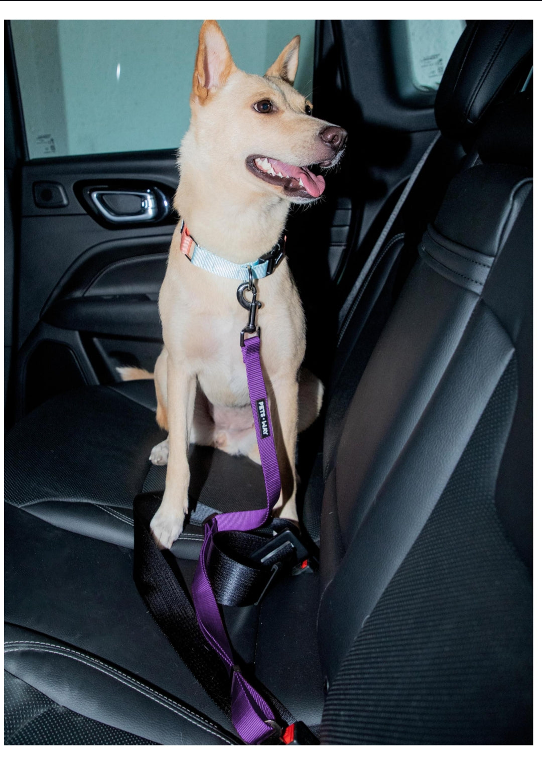 Pet Dog Solid Color Seat Belt Polyester Webbing.